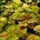 image de Heuchera x