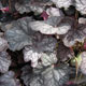 image de Heuchera x