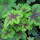 image de Heucherella (X Heucherella)