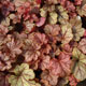 image de Heucherella (X Heucherella)