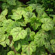 image de Heucherella (X Heucherella)