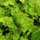 image de Heucherella (X Heucherella)