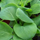 image de Hosta