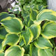 image de Hosta