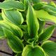 image de Hosta montana