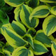 image de Hosta