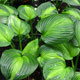 image de Hosta