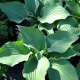 image de Hosta