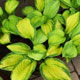 image de Hosta