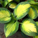 image de Hosta