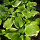 image de Hosta