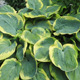 image de Hosta sieboldiana