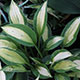 image de Hosta