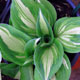 image de Hosta