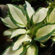 image de Hosta