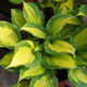 image de Hosta