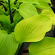 image de Hosta