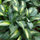 image de Hosta