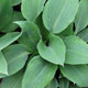 image de Hosta