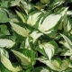 image de Hosta