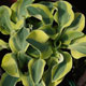 image de Hosta