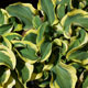 image de Hosta