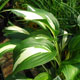 image de Hosta