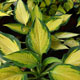 image de Hosta