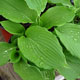 image de Hosta