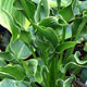 image de Hosta