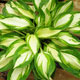 image de Hosta