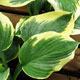 image de Hosta