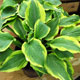 image de Hosta