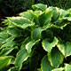 image de Hosta