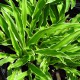 image de Hosta