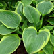 image de Hosta