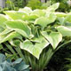 image de Hosta