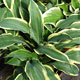 image de Hosta