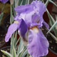 image de Iris pallida