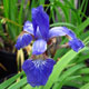 image de Iris sibirica