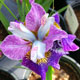 image de Iris sibirica