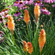 image de Kniphofia