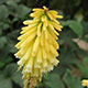 image de Kniphofia