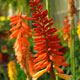 image de Kniphofia