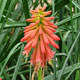 image de Kniphofia