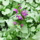 image de Lamium maculatum