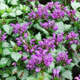 image de Lamium maculatum