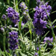 image de Lavandula angustifolia