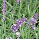 image de Lavandula angustifolia