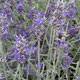 image de Lavandula angustifolia